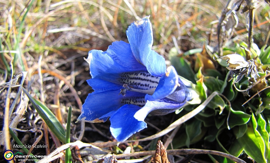 18 Inaspettata genziana....JPG